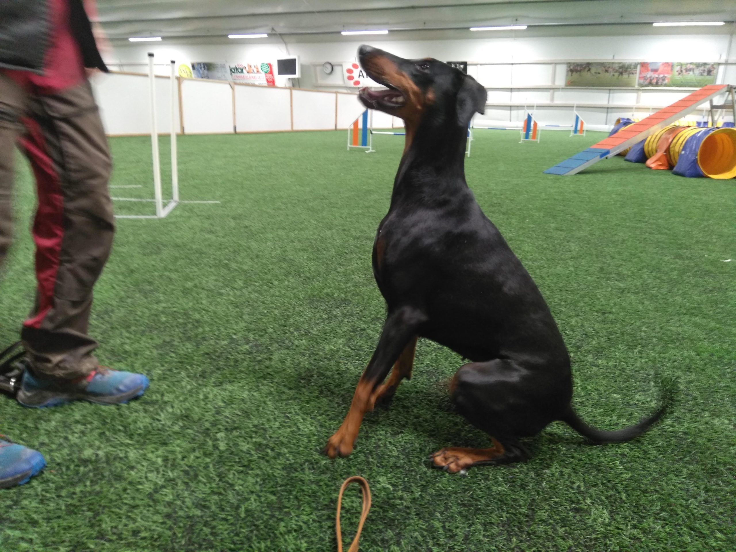 Izabel European K9 Training Base Izabel European K9 Training Base